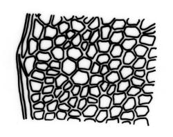 Fissidens anisophyllus, laminal cells, margin of dorsal lamina. Drawn from type, W. Gray 74, BM-Dixon.
 Image: R.C. Wagstaff © Landcare Research 2014 